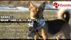 【参考事例あり】疑似体験・白昼夢に強いのが動画コンテンツのキモ!